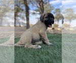 Small Photo #7 Kangal Dog Puppy For Sale in WACO, TX, USA