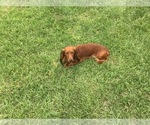 Small Photo #1 Dachshund Puppy For Sale in ORLANDO, FL, USA