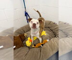 Small Photo #3 American Staffordshire Terrier-Unknown Mix Puppy For Sale in Pierceton , IN, USA