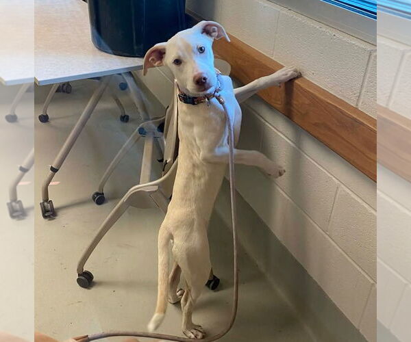 Medium Photo #7 Labrador Retriever-Unknown Mix Puppy For Sale in Canton, CT, USA