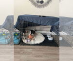 Small #8 Rat Terrier Mix