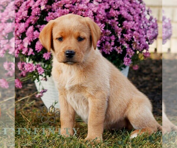 Medium Photo #1 Labrador Retriever Puppy For Sale in MORGANTOWN, PA, USA