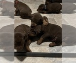 Small Photo #4 Doberman Pinscher Puppy For Sale in FRESNO, CA, USA