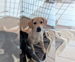 Frank - Male Labrador Retriever-Unknown Mix Dog for Adoption - Small photo