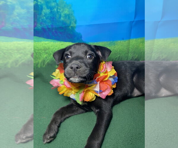 Medium Photo #3 Labsky Puppy For Sale in Hillsboro, MO, USA