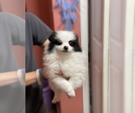 Small Photo #5 Pomeranian Puppy For Sale in WONDER LAKE, IL, USA
