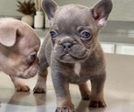 Puppy 2 French Bulldog
