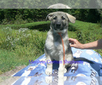 Small #2 German Shepherd Dog