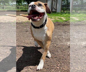Jade - Female Bull-Boxer Dog for Adoption - Photo #2