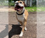 Small #4 Bull-Boxer