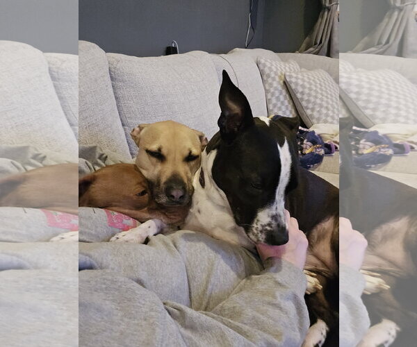 Medium Photo #8 Black Mouth Cur-Labrador Retriever Mix Puppy For Sale in Rockaway, NJ, USA