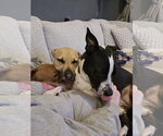 Small #7 Black Mouth Cur-Labrador Retriever Mix