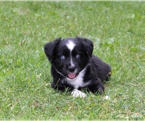 View Ad: Miniature Australian Shepherd Litter of Puppies for Sale near ...