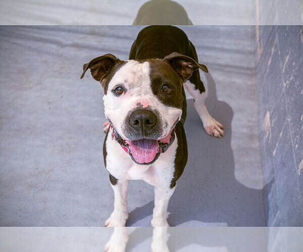 Medium Photo #1 Mutt Puppy For Sale in Elmsford, NY, USA