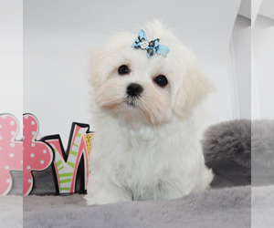 Maltese Puppy for sale in LOS ANGELES, CA, USA