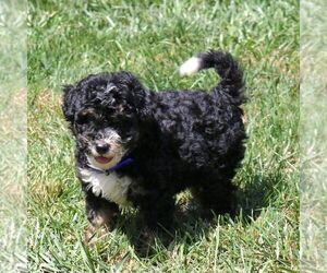 Bernedoodle (Miniature) Puppy for sale in NEW HOLLAND, PA, USA