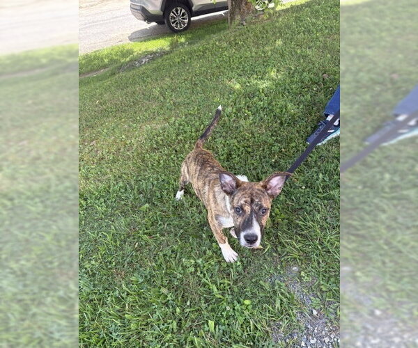 Medium Photo #3 Boxer-German Shepherd Dog Mix Puppy For Sale in Blairsville, GA, USA