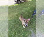 Small #2 Boxer-German Shepherd Dog Mix