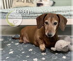 Small #1 Dachshund
