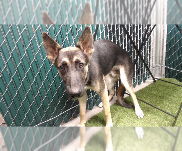 Medium Photo #1 German Shepherd Dog-Unknown Mix Puppy For Sale in Downey, CA, USA