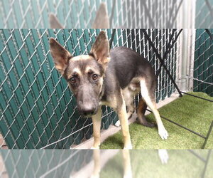 German Shepherd Dog-Unknown Mix Dogs for adoption in Downey, CA, USA
