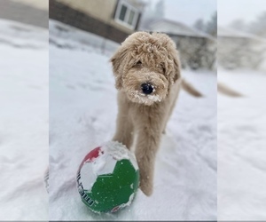 Goldendoodle Puppy for Sale in TENINO, Washington USA