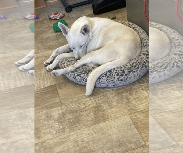 Medium Photo #3 Mutt Puppy For Sale in San Diego, CA, USA