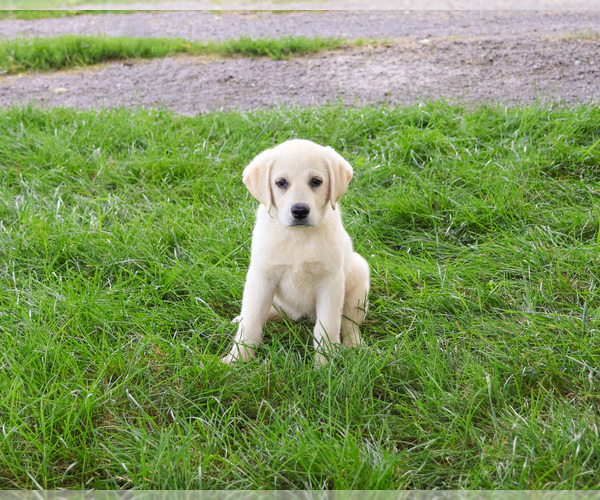 Medium Photo #3 Labrador Retriever Puppy For Sale in SYRACUSE, IN, USA