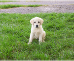 Small #2 Labrador Retriever