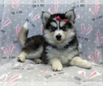 Small Photo #6 Pomsky Puppy For Sale in LAKELAND, FL, USA
