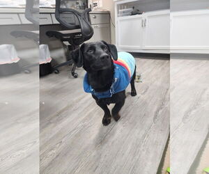 Dachshund-Unknown Mix Dogs for adoption in Emmett, ID, USA