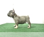 Small Photo #6 French Bulldog Puppy For Sale in ONTARIO, CA, USA