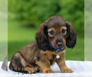 Dachshund Puppy for sale in ANNVILLE, PA, USA