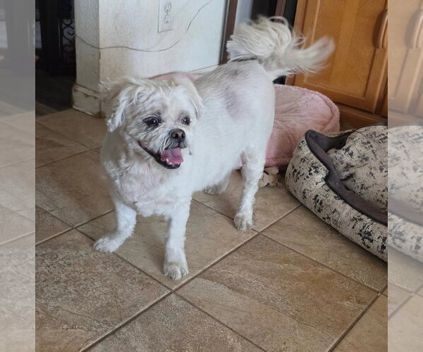 Medium Photo #4 Lhasa Apso Puppy For Sale in Las Vegas, NV, USA