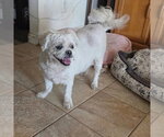 Small #3 Lhasa Apso