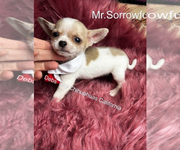 Medium Photo #5 Chihuahua Puppy For Sale in TRACY, CA, USA