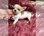 Small #4 Chihuahua
