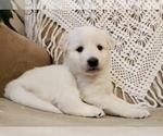 Puppy 2 Great Pyrenees-Unknown Mix