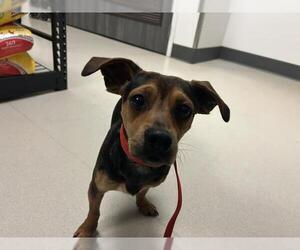 Chihuahua-Unknown Mix Dogs for adoption in Corona, CA, USA