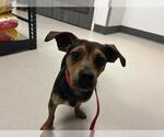 Small Chihuahua Mix