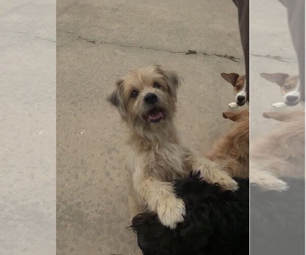 Medium Photo #2 Care-Tzu Puppy For Sale in Harrison, AR, USA