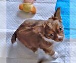 Small #3 Chihuahua
