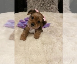 Yorkshire Terrier Puppy for sale in HAINES CITY, FL, USA