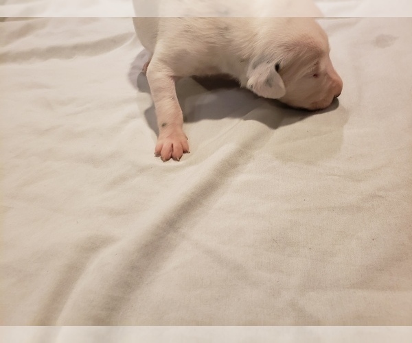 Medium Photo #3 Dalmatian Puppy For Sale in ARLINGTON, TX, USA