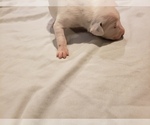 Small Photo #3 Dalmatian Puppy For Sale in ARLINGTON, TX, USA