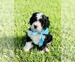 Small Photo #13 Bernedoodle Puppy For Sale in FLEMING ISLAND, FL, USA