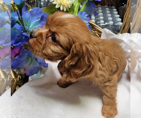 Medium Photo #5 Cavalier King Charles Spaniel Puppy For Sale in GOBLES, MI, USA