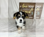 Small #2 Pembroke Welsh Corgi