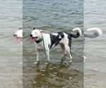 Small Catahoula Leopard Dog Mix