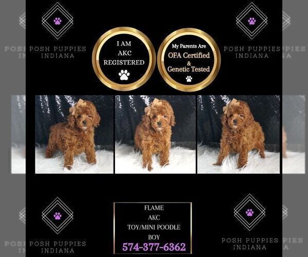 Medium Photo #6 Poodle (Toy) Puppy For Sale in WARSAW, IN, USA
